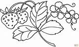 Coloring Pages Exotic Flower Getdrawings sketch template