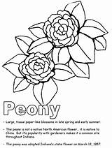 Coloring Peony State Indiana Flower Pages Geography Drawing Bird Hard Japanese Flag Frost Hoosiers Iu Symbols Getdrawings Templates Gif Sketch sketch template
