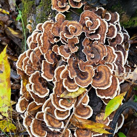 turkey tail mushroom organic wildcrafted extract nature gal naturals