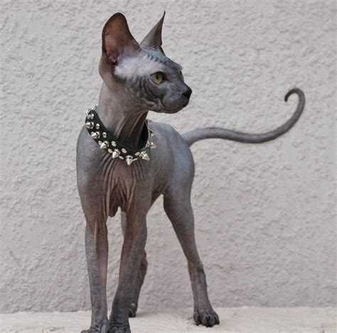 782 best devon rex and hairless beauties images on pinterest sphynx hairless cats and kitty cats