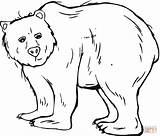 Bear Coloring Pages Grizzly Template Coloriage Printable Bears Color Templates Print Sheets Animal Kids Animals Colouring Outline Sheet Imprimer Dessiner sketch template
