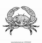 Crab Coloring Adult Isolated Doodling Created Painted Colors Illustration Style Shutterstock Vector Zentangle Books Background Used sketch template