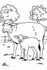 Coloring Pages Sheep Easter sketch template