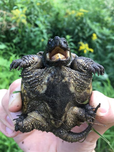 baby snapping turtle   today rpics
