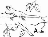 Anole Coloring 236px 01kb sketch template