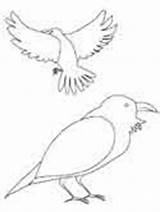 Coloring Inuit Pages Huginn Muninn Animals Mythology Odin Norse Ws sketch template