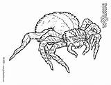 Mygale Migale Plaisent Colorie Monstrueuse Araignee Colorier Araignée Insectes Coloriages Danieguto Mante sketch template