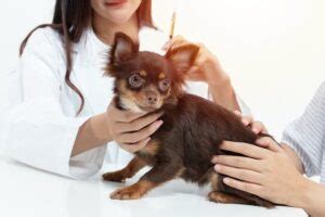 dhpp vaccine  dogs great pet care