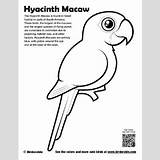 Macaw Hyacinth sketch template