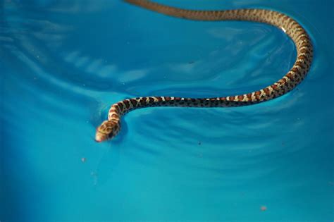baby water moccasin   pool marli flickr