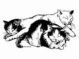 Cats Chat Coloring Cat Sleeping Pages Printable Colouring Cute Web Choose Board Clip Color Adult sketch template
