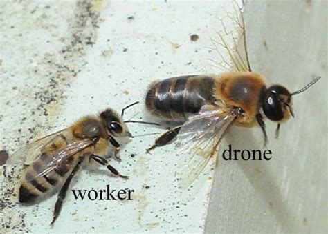 male honey bee drone  larger   female worker    stinger