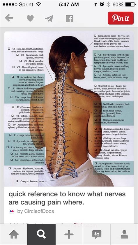 quick reference    nerves  causing pain  musely