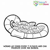 Earthworms Cricut Earthworm sketch template