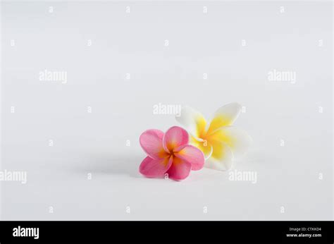 frangipani spa flowers plumeria flower  whtie background stock