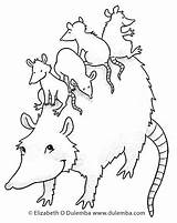 Possum Coloring Babies Colouring Pages Tuesday Getcolorings Dulemba Color Printable sketch template
