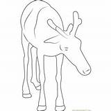 Reindeer Coloring Baby Pages Coloringpages101 Kids sketch template