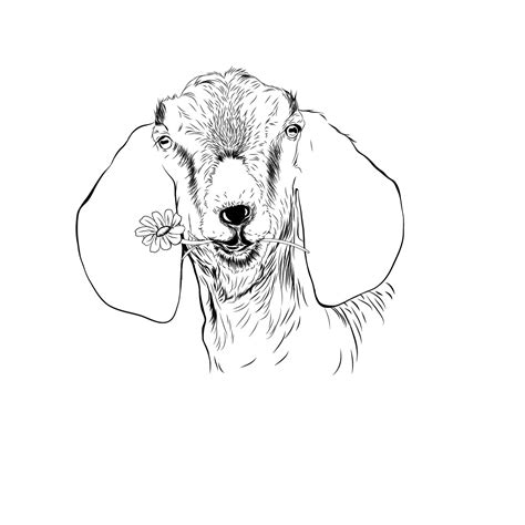 nubian goat drawing  getdrawings