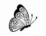 Butterfly Right Coloring Pages Coloringcrew Butterflies sketch template