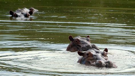 Unos 40 Hipopótamos Se Escapan De La Hacienda De Pablo Escobar Infobae