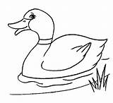 Duck Drawing Coloring Easy Line Pages Ducks Kids Pencil Duckling Cartoon Para Donald Outline Colorir Color Drawings Print Draw Getdrawings sketch template