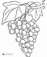 Coloring Food Pages Grapes sketch template