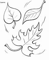 Maple Coloring Pages Getdrawings Syrup sketch template