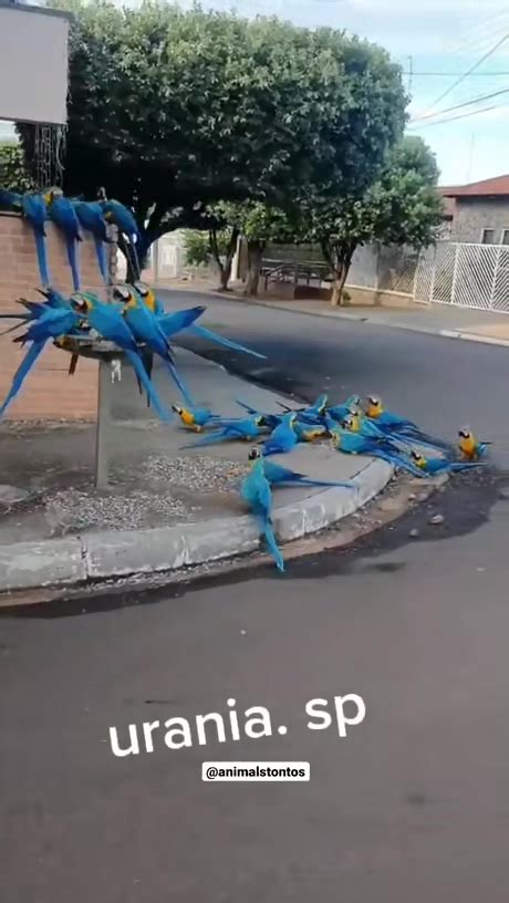 dumpert duiven  brazilie