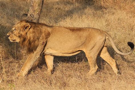 asiatic lion  india