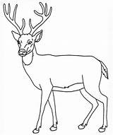 Reindeer Coloring Pages Baby Printable Getcolorings Print sketch template