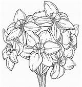 Daffodil Coloring Pages Flower sketch template