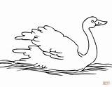 Swan Coloring Pages Print Kids Color Birds Flowers Baby Printable sketch template