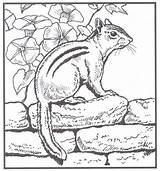 Coloring Pages Animal Nature Animals Chipmunk Books Realistic Backyard Printable Sheets Colouring Kids Chipmunks Adults Adult Wildlife Color Hubpages Print sketch template