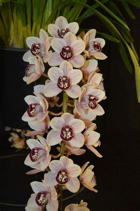 Pin By Flowers In Heart On Cymbidium Orchids Beautiful Orchids