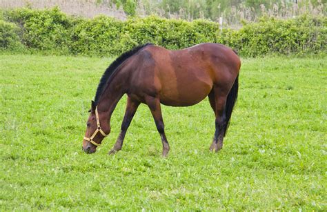 pin  equine nutrition feeding