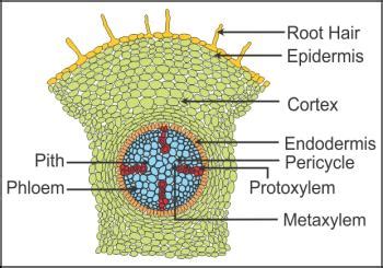 draw  diagram  ts  dicot root label