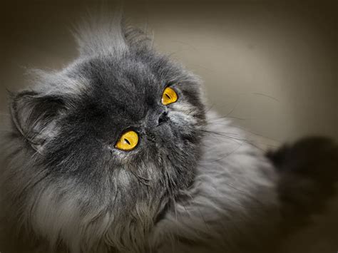 blue persian cats