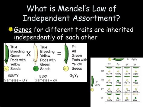 Ppt Mendel And The Laws Of Inheritance Powerpoint Presentation Free