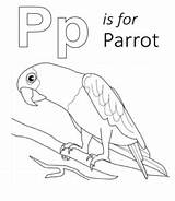 Coloring Letter Parrot Printable Lowercase Uppercase Through sketch template