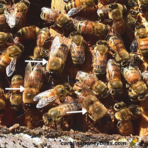 drone honey bees