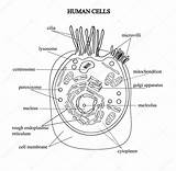 Celula Procariota Colorear Estructura Struktur Zellen Menschlichen Grafischen Humana Hintergrund Farbigen Depositphotos St3 Anatomisch Celulas Membrana Células sketch template
