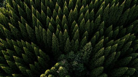 drone view  evergreen forest  ultra  id wallpaper abyss