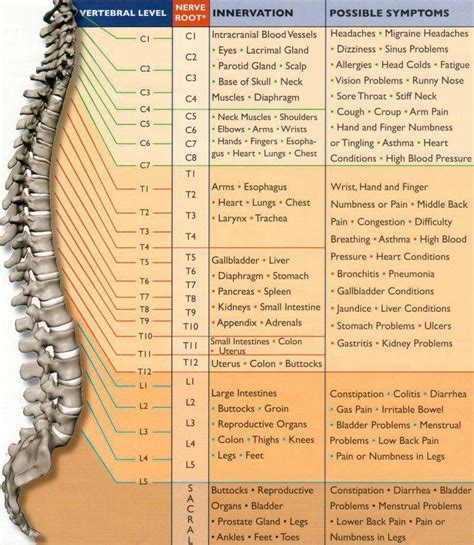 spine and chiropractic medical knowledge physical therapy medical
