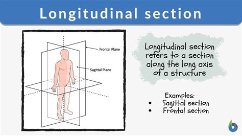 longitudinal section definition  examples biology  dictionary