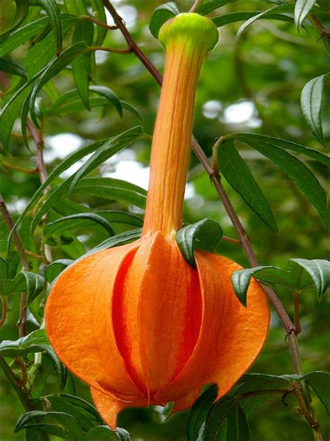 Top 10 Rare And Unusual Flowers Most Beautiful