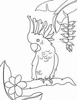 Cockatoo Coloring Pages Printable Museprintables Bird Choose Board Getdrawings Color sketch template