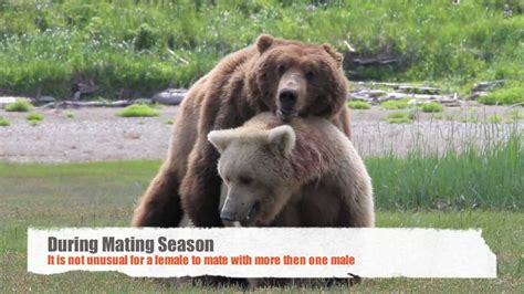 alaska bear viewing tours photograph bears mating youtube