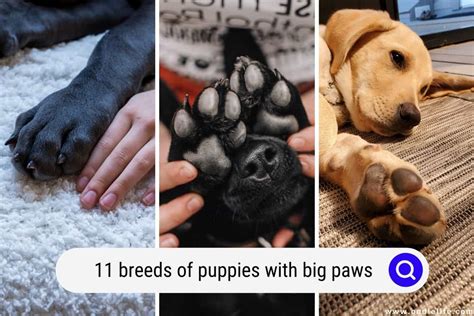 breeds  puppies  big paws  oodle life