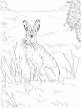 Hare Feldhase Zum Ausmalbild Colorear Liebres Jackrabbit Hares Hasen Mammals Tailed Colouring Colorbook Kategorien sketch template