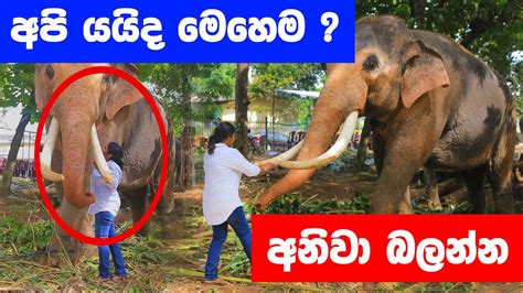 ඇතාට බය නැතිව කෑම දෙන කාන්තාව The Brave Woman Feeding To Elephant In